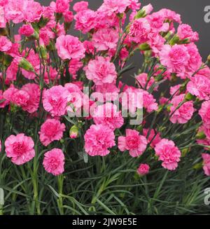 Dianthus Caryophyllus Pink Wizard flowers Stock Photo