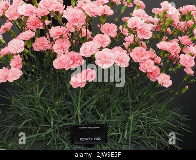 Dianthus Caryophyllus Powder Pink Stock Photo