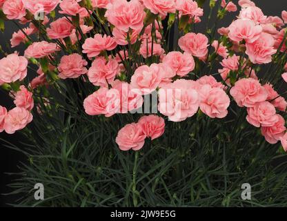 Dianthus Caryophyllus Powder Pink Stock Photo