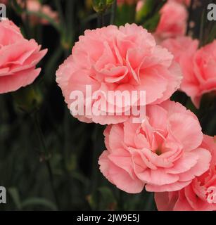 Dianthus Caryophyllus Powder Pink Stock Photo