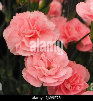 Dianthus Caryophyllus Powder Pink Stock Photo