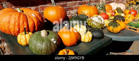 Table with pumpkin for sale in the Netherlands. The prices are on the pumpkins. The table was in a restaurant which was combined with a farm. Stock Photo