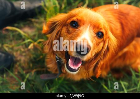 Defocus orange dog. Portrait closeup spaniel. Happy red cocker spaniel puppy portrait outdoors in summer. Spaniel walking outside in field. Out of foc Stock Photo