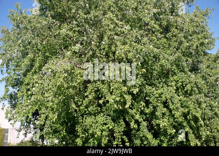 Crown of a Norway maple tree in autumn Stock Photo
