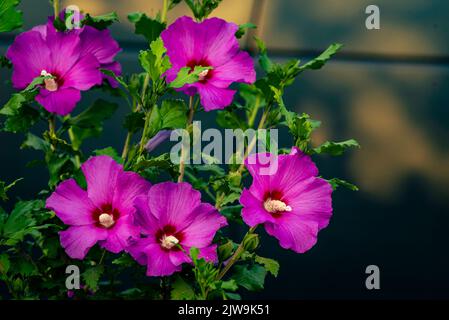 https://l450v.alamy.com/450v/2jw9k51/beautiful-close-up-of-pink-purple-violet-flower-hibiscus-syriacus-blooms-in-nature-lilac-rose-of-sharon-south-korea-summer-floral-background-morn-2jw9k51.jpg