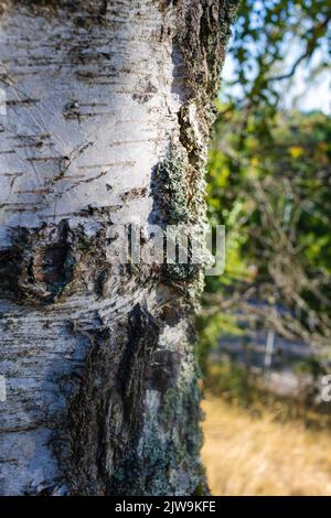 detail of a tree trunk of a birch (Betula) in a park landscape in the light of a summer evening Stock Photo