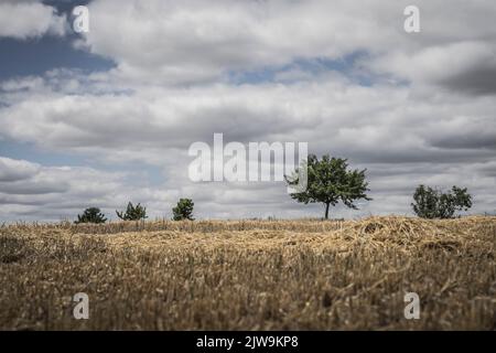freshly harvested corn field with trees on the horizon Stock Photo
