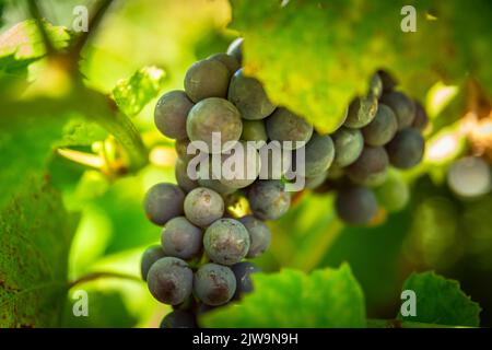 Ripe blue grapes hanging among green leaves Stock Photo