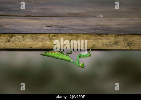 European mantis, mantis religiosa, standing on a branch with yellow moss and looking into camera in summer at sunset. Animal wildlife in nature. Green Stock Photo