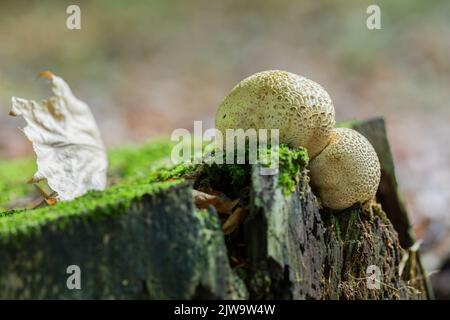 Puffball fungus, a mushroom from the mushroom family found in the forest. Stock Photo