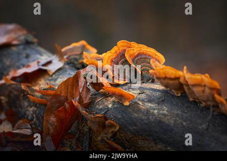 Stereum subtomentosum - multi-colored mushrooms growing in a group on a old tree stump. Stock Photo