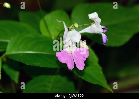 Balfour's touch-me-not, Kashmir balsam, Balsamine de Balfour, Balfour-Springkraut, Impatiens balfourii, Matild-nebáncsvirág, Hungary, Budapest, Europe Stock Photo