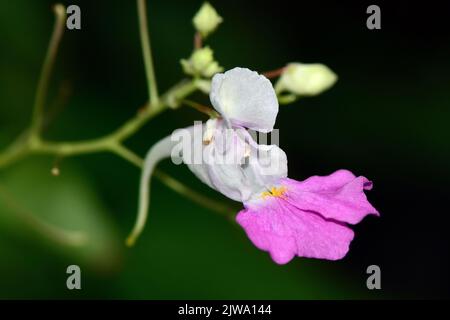 Balfour's touch-me-not, Kashmir balsam, Balsamine de Balfour, Balfour-Springkraut, Impatiens balfourii, Matild-nebáncsvirág, Hungary, Budapest, Europe Stock Photo