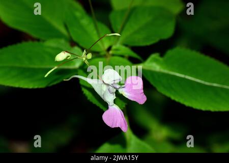 Balfour's touch-me-not, Kashmir balsam, Balsamine de Balfour, Balfour-Springkraut, Impatiens balfourii, Matild-nebáncsvirág, Hungary, Budapest, Europe Stock Photo