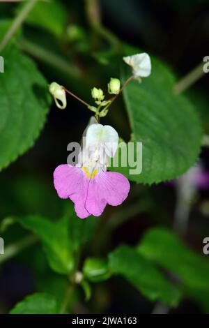 Balfour's touch-me-not, Kashmir balsam, Balsamine de Balfour, Balfour-Springkraut, Impatiens balfourii, Matild-nebáncsvirág, Hungary, Budapest, Europe Stock Photo