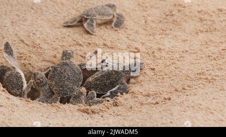 Turtle Hatch Machine Multiple Loggerhead baby sea turtles hatching at a turtle farm in ...