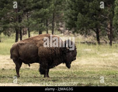 Profile of Large Male Bison Standing In The Rain in Wind Cave National Park Stock Photo