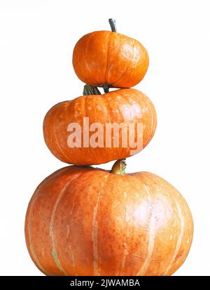 Tower of pumpkins isolated on white background for Halloween theme. Stack of vegetables set, orange pumpkins pattern. Halloween, thanksgiving, design, Stock Photo