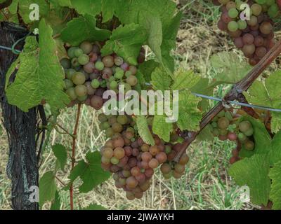 Gewurtztraminer grapes ripening on the vine in an Alsace vineyard Stock Photo