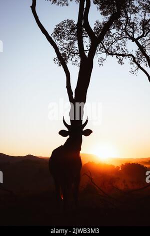 Silhouette of ox lined up with tree against sunset. Stock Photo