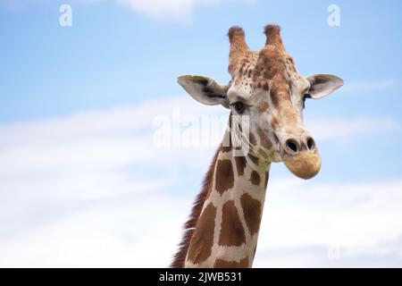 The head of a giraffe Stock Photo