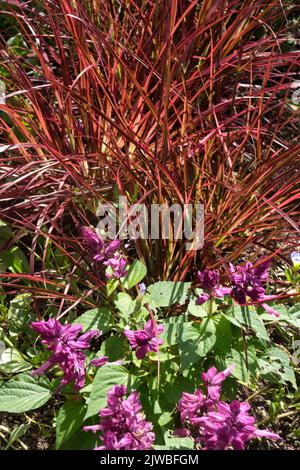 Fountain Grass, Pennisetum "Fireworks", Red Grass and Salvia splendens "Salsa Lavender" in flower bed garden Stock Photo