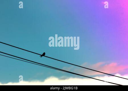 Swallow on electric wire in the evening with a blue sky background. Stock Photo