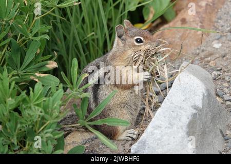 Cascade golden-mantled ground squirrel with nesting material in In Mount Rainier National Park Stock Photo