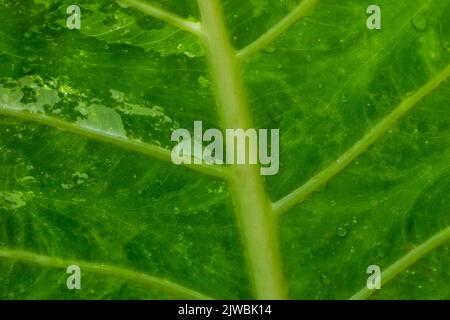 Beautiful patterned colored leaves of the caladium color tree. Stock Photo