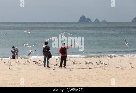 Busan, South Korea - March 17, 2018: Tourists feed seagulls at Haeundae beach on a sunny day Stock Photo