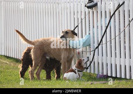 Stamford, UK. 03rd Sep, 2022. A dog is comforted on the third day of the Land Rover Burghley Horse Trials, at Burghley House, Stamford, Lincolnshire, UK, on September 3, 2022. Credit: Paul Marriott/Alamy Live News Stock Photo