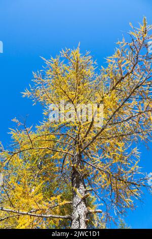 Larch tree in autumn colors Stock Photo