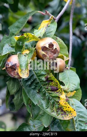 Medlar Fruit Tree Stock Photo