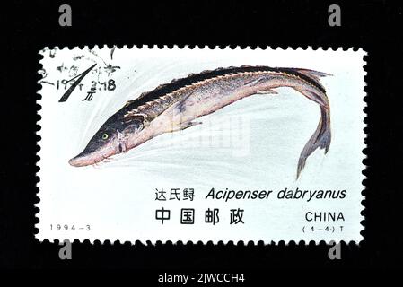 CHINA - CIRCA 1994: A stamp printed in China showsSturgeon Acipenser Dabryanus ,circa 1994 Stock Photo