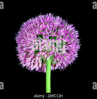 Allium flower growing on black background nature Stock Photo