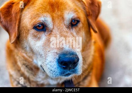 A portrait of a German Shepherd Lab mix pet dog, Stock Photo