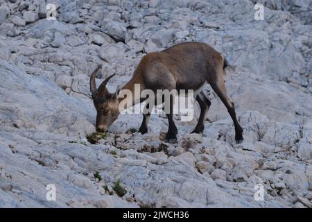 Male alpine ibex (Capra ibex) eats grass between rocks in Triglav National park, Julian Alps, Slovenia. Wild animal in search for food. Stock Photo