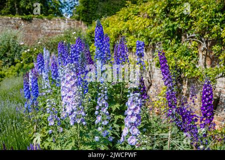 Assorted pretty blue tall delphiniums spikes in flower in a border in Mrs Greville's Garden, Poleseden Lacey, Great Bookham, Surrey, UK Stock Photo