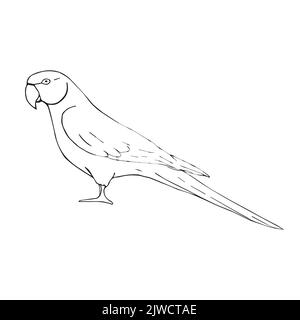 Vector hand drawn doodle sketch Indian ringneck parrot isolated on white background Stock Vector