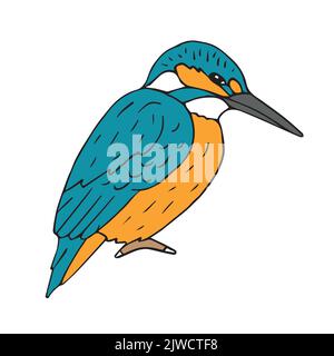 Vector hand drawn doodle sketch colored kingfisher isolated on white background Stock Vector