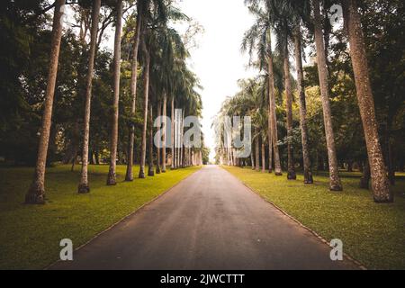 Tunnel avenue tropical palm trees, tree lined footpath through park at evening light. A pathway asphalt country road for walk and relax. Wonderful summer landscape. Nature outdoor background. Stock Photo