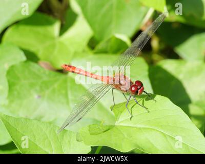 Sitting male of the blood-red darter, Sympetrum sanguineum Stock Photo