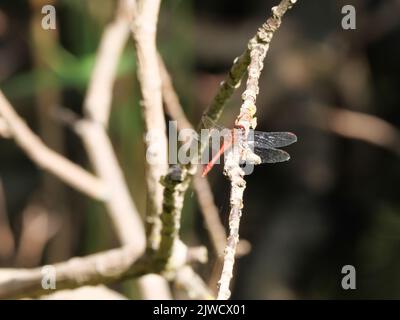 Sitting male of the blood-red darter, Sympetrum sanguineum Stock Photo