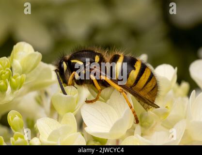 A close up view of a Common Wasp, (Vespula vulgaris) Stock Photo