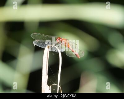 Sitting male of the blood-red darter, Sympetrum sanguineum front view Stock Photo