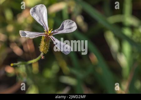 Eruca vesicaria, Garden Rocket Flower Stock Photo