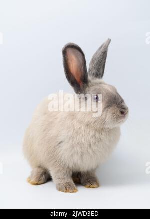 Adorable gray rabbit sitting on white background Stock Photo