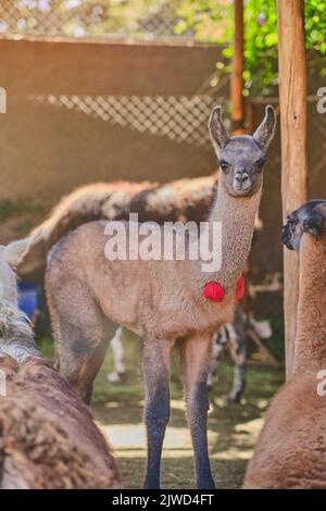 Alpaca portrait. Guanaco and Llamas on a farm in Arequipa, Peru. Production of ancient Alpaca wool fabrics. Stock Photo