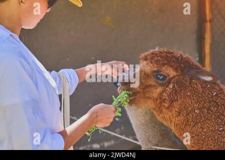 Young tourist takes selfies of alpacas and llamas on the farm. Farming industry in Peru. Feeding alpacas. Farm life concept. Stock Photo