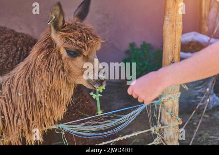 Young tourist takes selfies of alpacas and llamas on the farm. Farming industry in Peru. Feeding alpacas. Farm life concept. Stock Photo